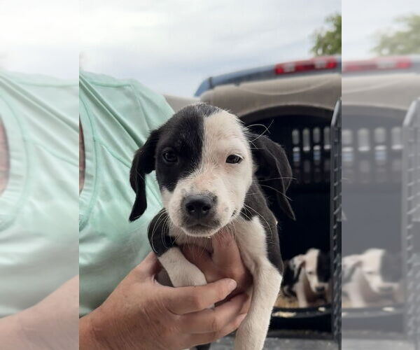 Medium Photo #2 American Pit Bull Terrier-Unknown Mix Puppy For Sale in Bolivar, MO, USA