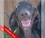 Small Coonhound Mix