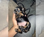 Puppy Puppy 3 Yorkshire Terrier
