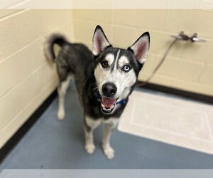 Siberian Husky Dogs for adoption in Denver, CO, USA