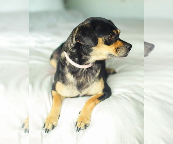 Medium Photo #7 Chug Puppy For Sale in Corona, CA, USA