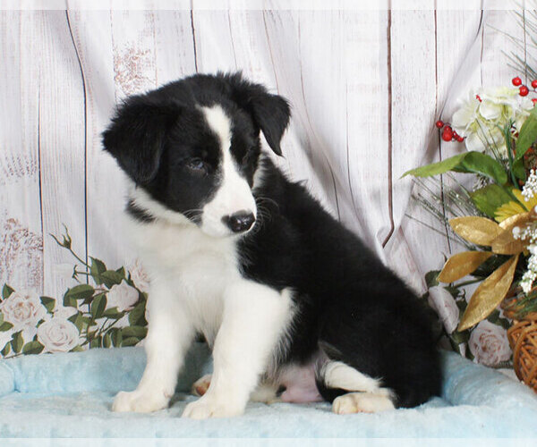Medium Photo #1 Border Collie Puppy For Sale in PENNS CREEK, PA, USA