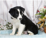 Small Photo #1 Border Collie Puppy For Sale in PENNS CREEK, PA, USA