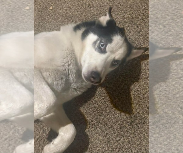 Medium Photo #1 Siberian Husky Puppy For Sale in Scottsboro, AL, USA