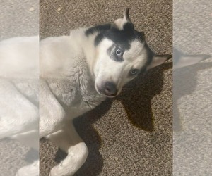 Siberian Husky Dogs for adoption in Scottsboro, AL, USA