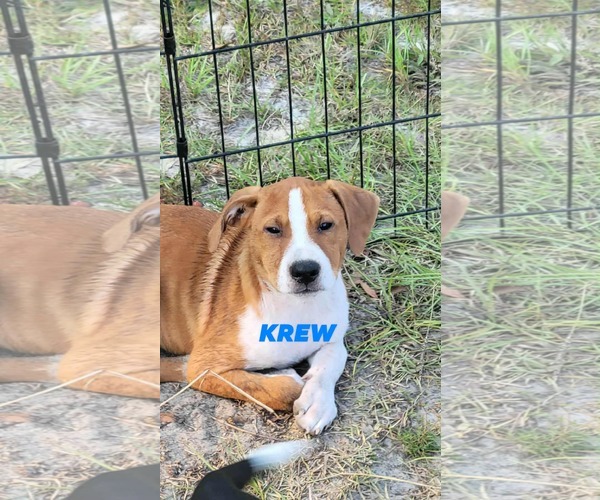 Medium Photo #4 Pointer-Unknown Mix Puppy For Sale in Brooksville, FL, USA