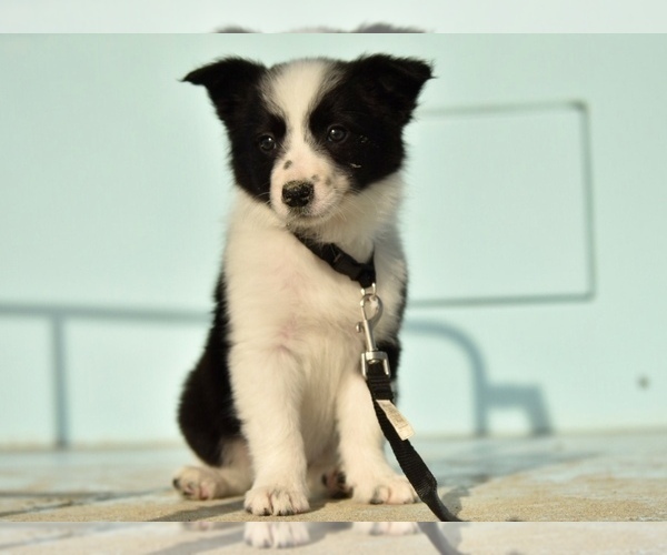 Medium Photo #35 Border Collie Puppy For Sale in STRAFFORD, MO, USA