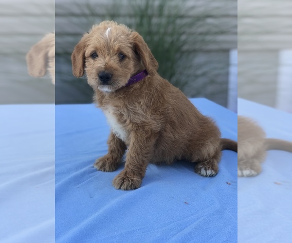 Medium Photo #7 Miniature Labradoodle Puppy For Sale in BOWLING GREEN, KY, USA
