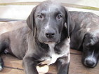 Puppy 6 Labrador Retriever-Saint Bernard Mix