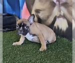 Small Photo #6 French Bulldog Puppy For Sale in WINTER PARK, FL, USA