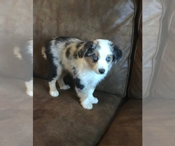 Medium Photo #1 Miniature Australian Shepherd Puppy For Sale in CASTLE ROCK, CO, USA