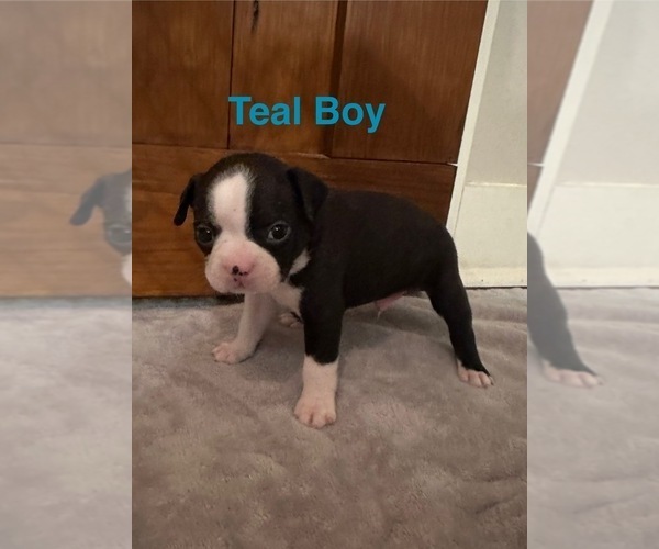Medium Photo #1 Boston Terrier Puppy For Sale in VALDOSTA, GA, USA