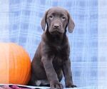 Small Photo #2 Labrador Retriever Puppy For Sale in ELLIOTTSBURG, PA, USA