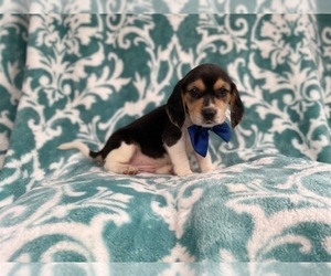 Beagle Puppy for sale in LAKELAND, FL, USA