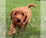 Small #5 Goldendoodle (Miniature)