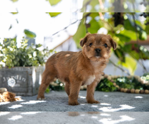 Medium Photo #1 Shorkie Tzu Puppy For Sale in KIRKWOOD, PA, USA