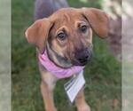 Small #16 Boxer Mix