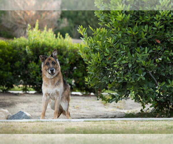 Medium Photo #2 German Shepherd Dog Puppy For Sale in Temecula, CA, USA