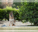 Small #1 German Shepherd Dog