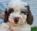 Small #16 Bernedoodle (Miniature)