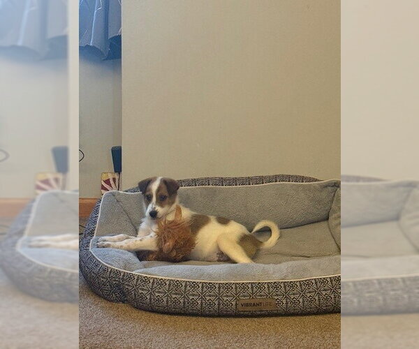 Medium Photo #3 Mutt Puppy For Sale in Brooklyn Center, MN, USA