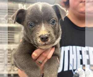 Mutt Dogs for adoption in Washington, DC, USA