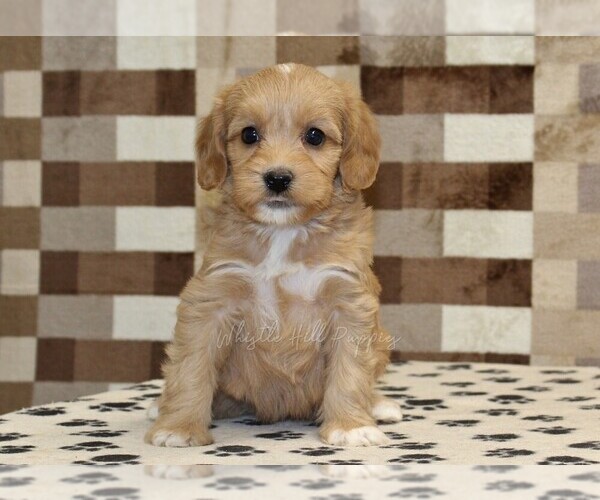 Medium Photo #3 Bernedoodle (Miniature)-Cavapoo (Miniature) Mix Puppy For Sale in DENVER, PA, USA