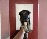 Small Photo #1 German Shepherd Dog Puppy For Sale in PORTAGE, IN, USA