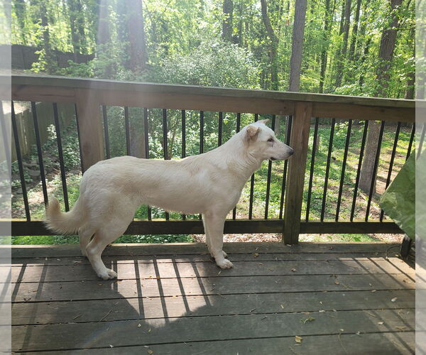 Medium Photo #3 - Mix Puppy For Sale in Hoffman Estates, IL, USA