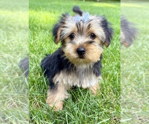 Yorkshire Terrier Puppy for sale in FAIR HAVEN, MI, USA