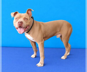 WOMBAT - Male Mutt Dog for Adoption - Photo #2