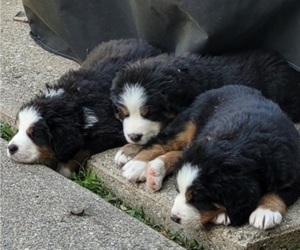 Medium Photo #1 Bernese Mountain Dog Puppy For Sale in LANSING, MI, USA