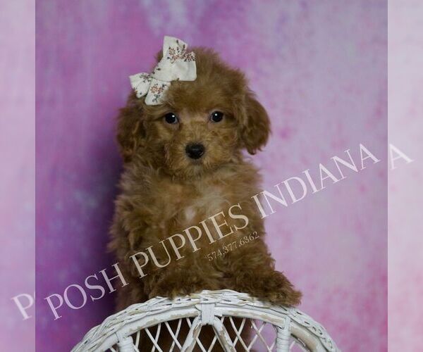 Medium Photo #30 Maltipoo (Miniature) Puppy For Sale in WARSAW, IN, USA