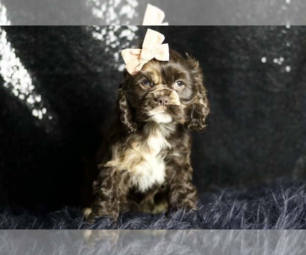 Medium Photo #59 Cocker Spaniel Puppy For Sale in WARSAW, IN, USA