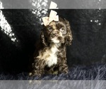 Small Photo #59 Cocker Spaniel Puppy For Sale in WARSAW, IN, USA