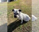 Small #3 American Bulldog Mix