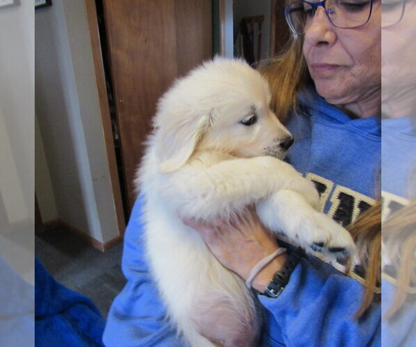 Medium Photo #22 English Cream Golden Retriever Puppy For Sale in NORTHWOOD, OH, USA