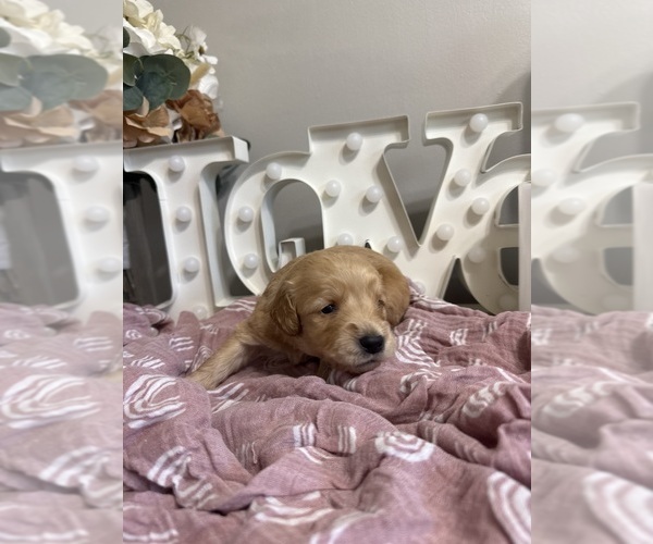Medium Photo #11 Goldendoodle (Miniature) Puppy For Sale in NOBLESVILLE, IN, USA