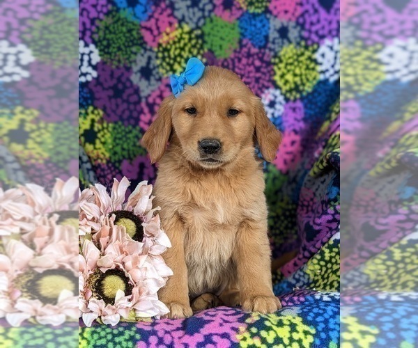 Medium Photo #2 Golden Retriever Puppy For Sale in DELTA, PA, USA