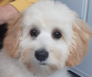 Maltipoo Puppy for sale in WARWICK, RI, USA