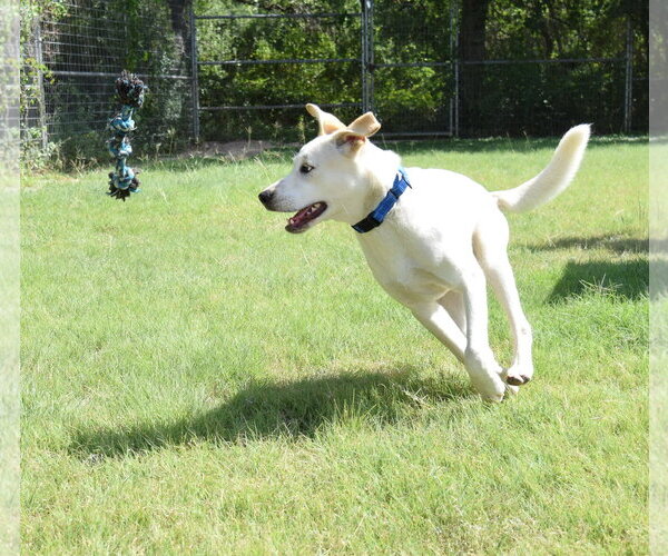 Medium Photo #2 Labrador Retriever-Unknown Mix Puppy For Sale in Rockaway, NJ, USA