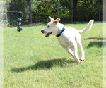 Small #1 Labrador Retriever Mix