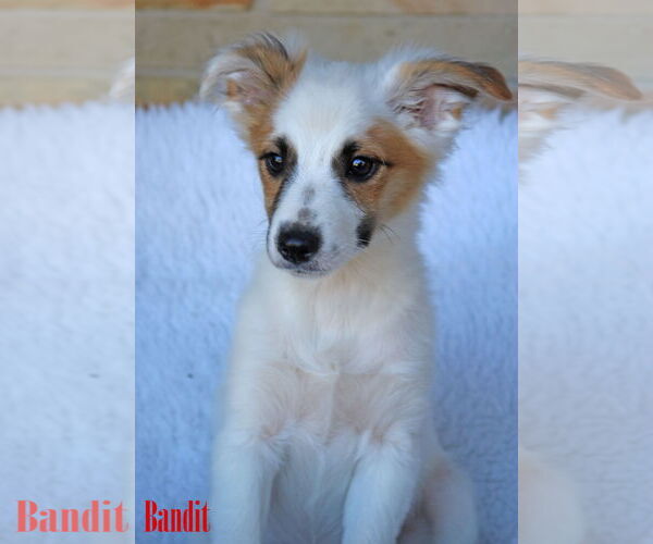 Medium Photo #5 Chihuahua-Unknown Mix Puppy For Sale in Wakefield, RI, USA