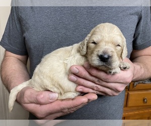 Goldendoodle Puppy for sale in WEAVERVILLE, NC, USA