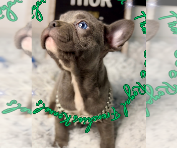 Medium Photo #5 French Bulldog Puppy For Sale in ATHENS, GA, USA