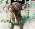 Small #4 French Bulldog