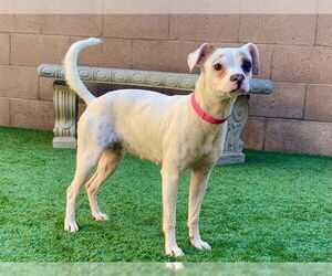 Beagle-Unknown Mix Dogs for adoption in Moreno Valley, CA, USA