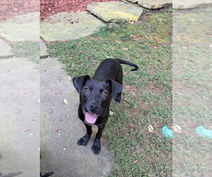 Rosie - Female Labrador Retriever-Unknown Mix Dog for Adoption - Photo #3