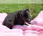 Small #1 American Staffordshire Terrier-Labrador Retriever Mix