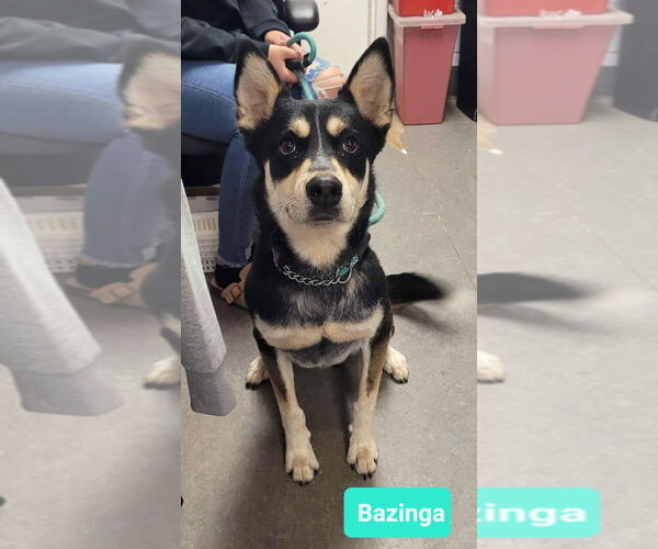 Medium Photo #3 Australian Kelpie-Siberian Husky Mix Puppy For Sale in Richmond, IN, USA